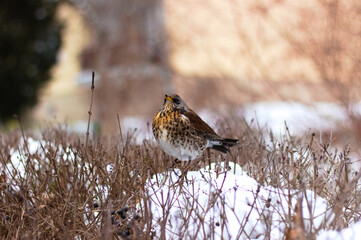 Bird, Thrush perched on a branch in winter.