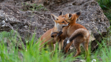 Naklejka na ściany i meble Two cute young foxes. Vulpes vulpes