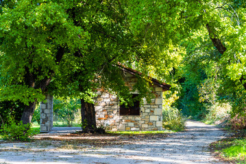 Sweetgum forest in Koycegiz Town of Turkey
