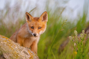 Naklejka na ściany i meble Red young fox cub. Vulpes vulpes