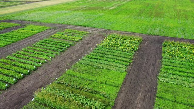 Plant breeding in the field