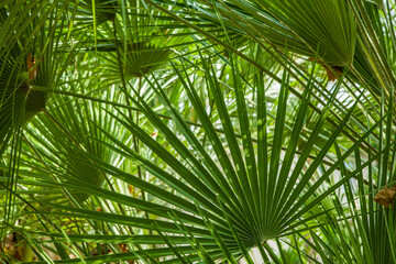 Palm leaves green summer horizontal background without people