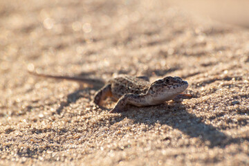 The sand lizard (Lacerta agilis)