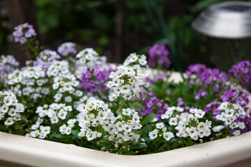 Obraz na płótnie Canvas white and purple alyssum grows in a flower bed