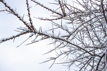 Fototapeta na wymiar Branches of trees with thorns and in the snow against white background