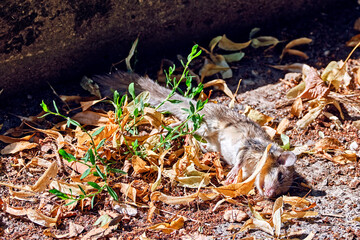 Kadaver eines Siebenschläfers ( Glis glis ).