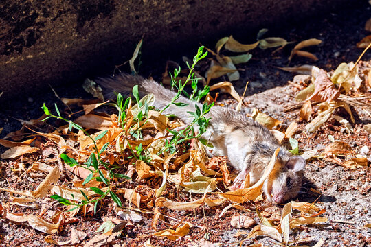 Kadaver eines Siebenschl&auml;fers ( Glis glis ).