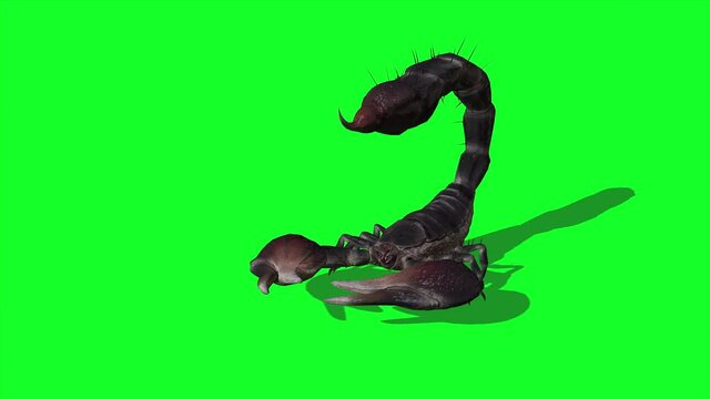 Forest scorpion in an aggressive posture