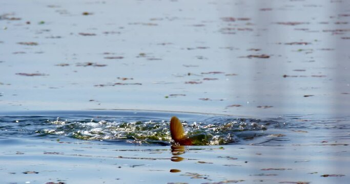 Carp spawning on a fishpond surface, Crna Mlaka, Croatia