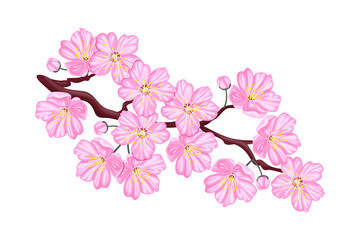 Blossoming cherry branch isolated on white background. Vector illustration of pink sakura flowers in cartoon flat style.