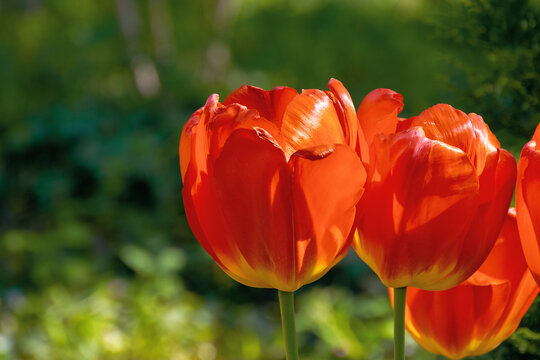 red tulips blooming in the garden. beautiful nature background. easter holidays concept