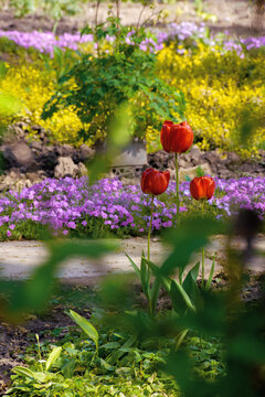 red tulips blooming in the garden. beautiful nature background. easter holidays concept