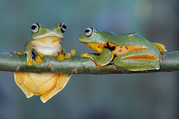 Frog, Tree Frog, Flying Frog, 