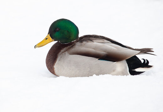 image of duck snow background
