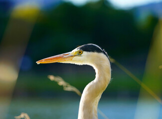 great blue heron