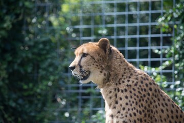 The profile of the cheetah with his mouth open