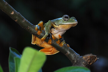 Frog, Tree Frog, Flying Frog, 