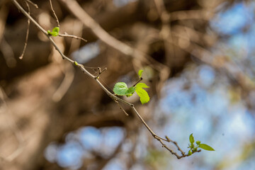 young leaves in spring macro photo
