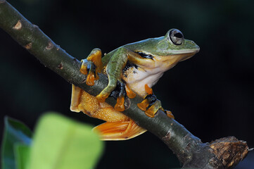 Frog, Tree Frog, Flying Frog, 