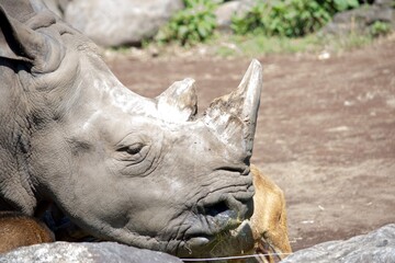 The fine horn rhino is sleepy after eating the prey grass. 