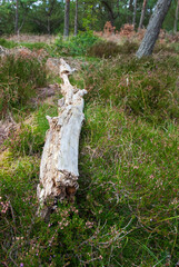 Totholz liegt auf bemoosten Waldboden in einem kleinen Wäldchen mit Heidekraut an der Nordsee. Urlaubsidyll