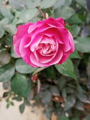 pink rose in garden
