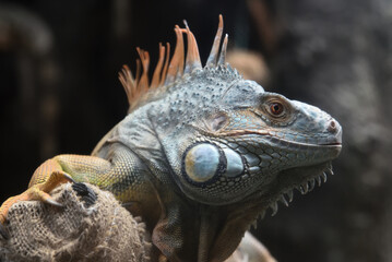 Close-up of a Green iguana 