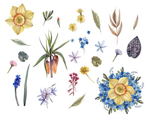 Watercolour set. Spring flowers. Daffodil, forget-me-nots, fritillary, muscari, daisies and others. Illustration for postcards, prints, wedding invitations, stickers, scrapbooking.
