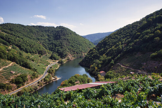 Vineyards and Mi&Atilde;&plusmn;o river