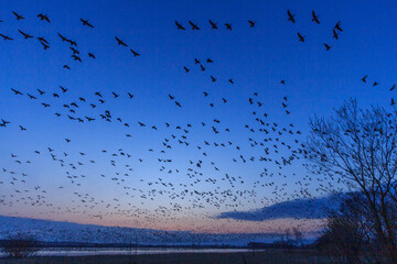 宮島沼　マガンのねぐら立ち