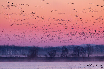 マガン　宮島沼