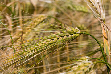 Fototapeta premium Cereal Crops in the Sussex Sunshine