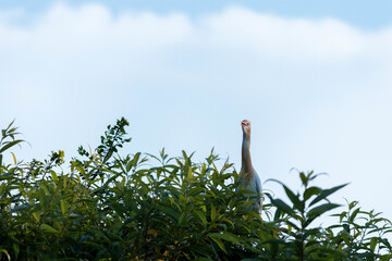 Low angle shot of a bird sitting on a tree captured d during the daytime