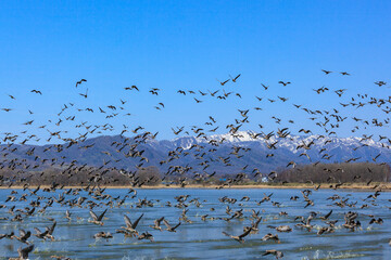 マガン　宮島沼