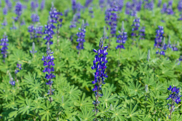 A field of blooming wild violet lupins flowers.