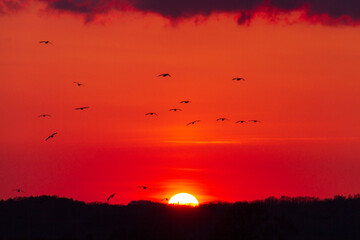宮島沼　マガンのねぐら入り