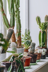 Different types of cacti on the windowsill in the home interior.Houseplants and urban jungle...