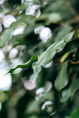 Ficus leaves close-up.Natural blurred background.Home gardening.Houseplants and urban jungle concept.Biophilic design.Selective focus with shallow depth of field.
