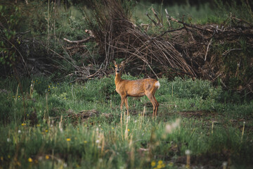 Roe deer female in spring field