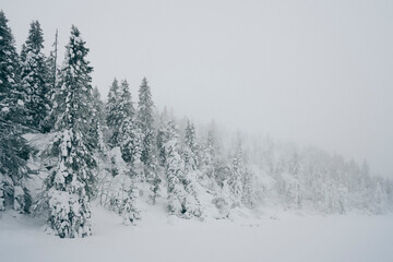 Fototapeta na wymiar Snow covered fir trees by a lake up in the Tjuvåsen Hill, part of Totenåsen Hills, Norway, in winter.