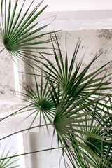 Chamaerops palm leaves on a white ceiling background, bottom view.Home gardening.Houseplants and urban jungle concept.Biophilic design.Selective focus with shallow depth of field.
