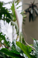 Blooming spathiphyllum flower close-up.Home gardening.Houseplants and urban jungle concept.Biophilic design.Selective focus with shallow depth of field.
