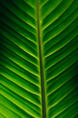 Beautiful green leaf close up.Natural background.Home gardening.Houseplants and urban jungle concept.Biophilic design.