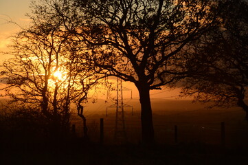 Fototapeta premium some trees during sunset on the top of a hill with some electric pylons behind them in the distance giving a harmony between man made and nature