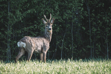 Naklejka na ściany i meble Roe deer in spring in the forest