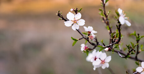 Obraz premium Primeras flores de primavera