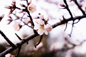 Primeras flores de primavera