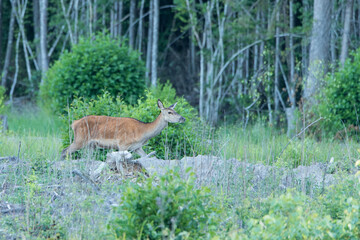 Red deer female in the forest