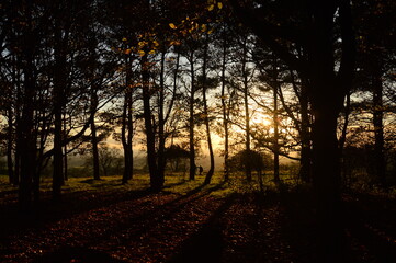 a group of trees in a forest park in Birmingham with the sun setting behind them