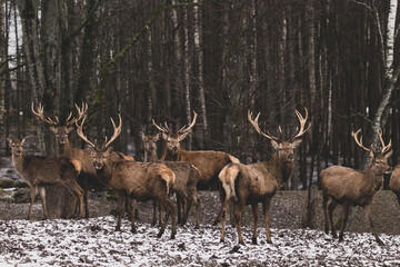 Red deer standing in the forest at winter